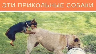 Эти прикольные собаки. Ржачное видео Эти прикольные собаки. Ржачное видео