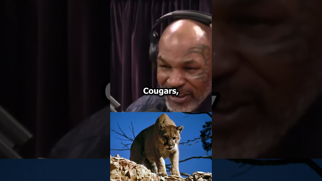 Why did Tyson get a tiger? 😳