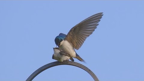 Slo-Mo Tree Swallow Mating - Kentucky 5.17.2023