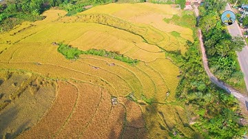 🌾 RUỘNG BẬC THANG BÌNH LIÊU – VẺ ĐẸP TỪ TRÊN CAO