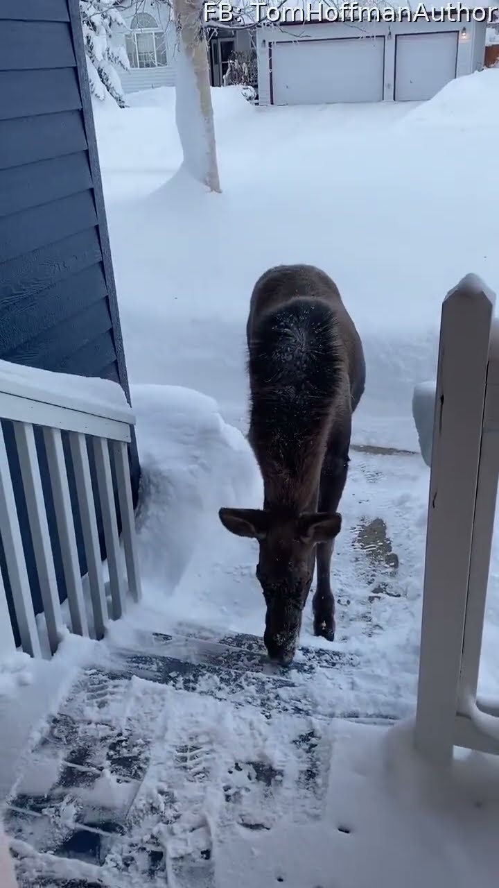 Young Moose Visits Snowy Steps || ViralHog