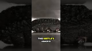 Uncrushable And Unstoppable Ironclad Beetle