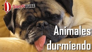 Vídeos de animales tiernos durmiendo divertido