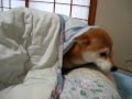 柴犬いちご お布団で起床 Shiba wake up on a futon