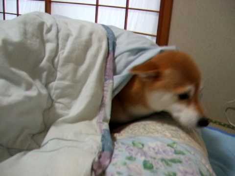柴犬いちご お布団で起床 Shiba Wake Up On A Futon Youtube