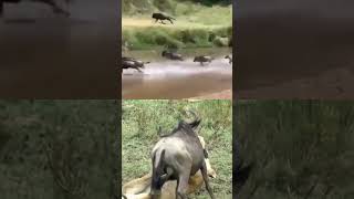 Incrível! Leão abate gnu em alta velocidade!