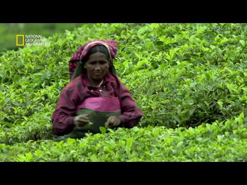 فيديو: أين الغابات في الهند؟