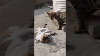 #Only intelligent people love cats😉#cats#catlover#favouriteanimal#catvideos#ytshorts#ytstudio#viral🧿