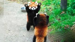 Famous Red Panda With Overloaded Cuteness - FUNNIEST Animal Videos Wealth