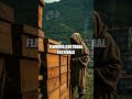 Bees of the Ethiopian Highlands: A Quiet Revolution