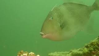 Encounter With A Grey Triggerfish