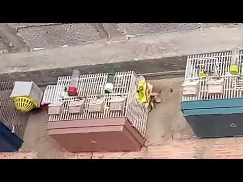 حسون خلوي ماشاء الله 