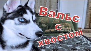 Вальс с хвостом