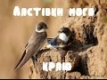 Ластівки мого краю