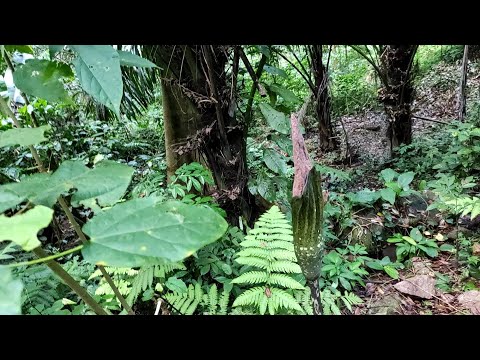 Video: Penjagaan Pokok Hackberry - Cara Menanam Pokok Hackberry