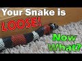 What to do if your Snake Escapes