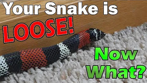 What to do if your Snake Escapes