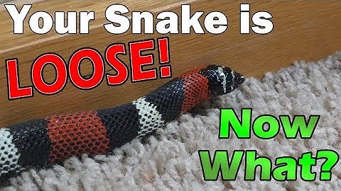 What to do if your Snake Escapes