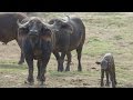 Newborn Cape Buffalo Walks with Herd