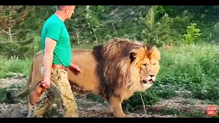 Нам с львом Султаном снова пришлось защищаться от ЧЕТЫРЕХ ЛЬВОВ ! Russian Lion man !