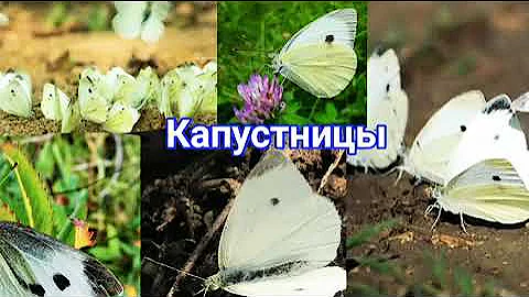 бабочка капустница, Pieris Brassicae