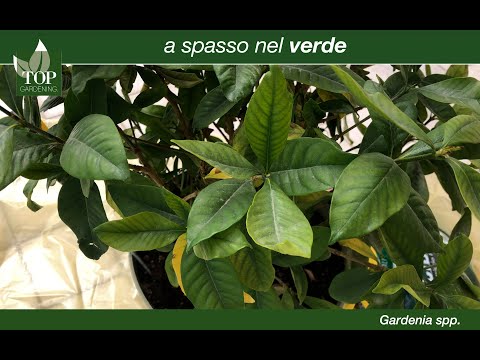 Video: Impara come coltivare e prendersi cura delle piante di Gardenia