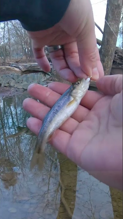 The SMALLEST Creek Fishing lure!