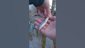 Het KLEINSTE beekvislokmiddel!