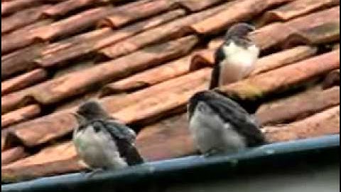 Jonge Boerenzwaluwen