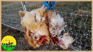 chickens raccoons killed