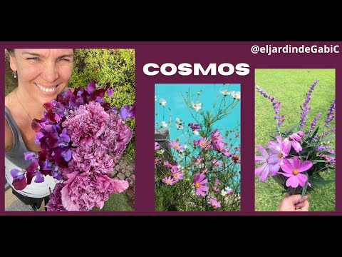 Video: Lo que crece bien con Cosmos: consejos sobre la plantación complementaria con Cosmos