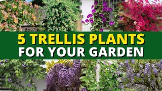 5 Perfect Trellis Plants For Your Garden 🍃 - Garden Trends 👍