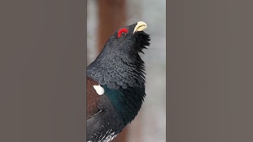 Western capercaillie #travel #viral #shorts #shortvideo #tranding #viralvideo  #youtubeshorts