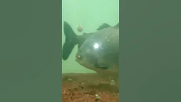 Piranha In Dehradun Zoo 