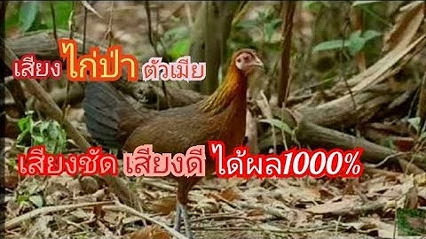 เสียงไก่ป่าตัวเมีย #อาเด็กดอย #กดติดตาม #เสียงไก่ป่า #เสียงไก่ต่อ