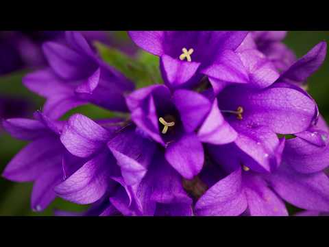 Video: Så Blommor I December