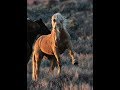 Wild Horses - Now We Are Free