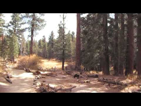 Long Valley Creek trail on Mount San Jacinto