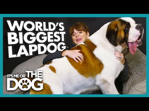 St. Bernard Who Doesn't Know his Own Strength is Hurting Guests! | It's Me or The Dog