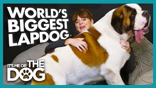 St. Bernard Who Doesn't Know his Own Strength is Hurting Guests! | It's Me or The Dog