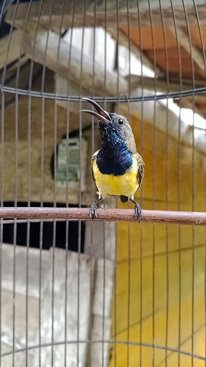suara burung sogon ngurak tapi gacor #pancingansogokotong #kicaumania #birds