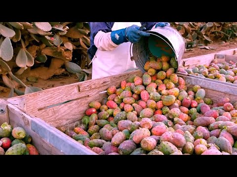 Video: Prickly Pear Fruit Harvest - Informasjon om plukking av Prickly Pear Fruit