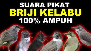 SUARA PIKAT MASTERAN BURUNG BRIJI KELABU