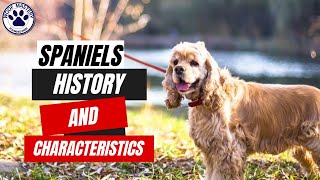 Spaniels: A Fascinating History and Unique Characteristics
