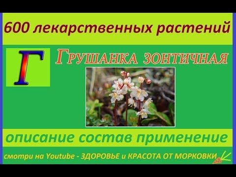 грушанка зонтичная 600 лекарственных растений