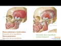 ATM y Músculos de la Masticación - Anatomía