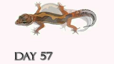 Leopard Gecko Growth Video (Time Lapse) Morph Red Stripe