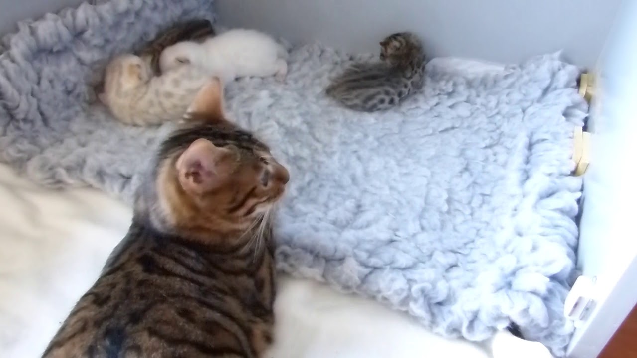 How to care of a Bengal cat’s litter. Hello kitty YouTube