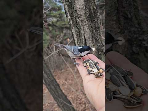 2년전오늘 240317 곤줄박이 진박새 산정상산새소래  자연 야생 사람  자연음 현장음 그대로