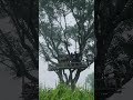 This Treehouse Doesn't Exist in Real Life #unreal #adventure